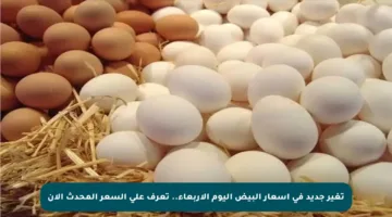 تغير جديد في أسعار البيض اليوم الأربعاء.. تعرف على السعر المحدث الآن